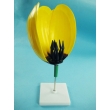 Tulip Flower Model