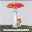 The Reproduction of Umbrella-like Mushrooms Magnetic Demonstration CardsThe Reproduction of Moss Mag