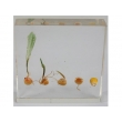 Resin Educational Specimen“The Sprouting Process of Corn Herbarium”