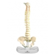 Model of the Human Spine & Pelvic Bone