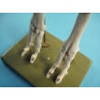 Sheep's Front & Hind Legs Model