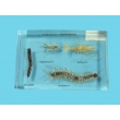 Resin Educational Specimen“Arthropod Representation Collection”