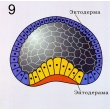 Chordate Reproduction & Development, Magnetic Demonstration Models