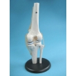 Knee Joint Model with Tendons