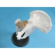 Hip Joint Model