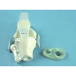 Knee Joint Model with Tendons