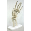 Hand Bone Model