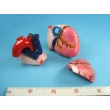 Enlarged Human Heart Model