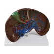 Liver Dissection Model