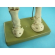 Horse's Front & Hind Legs Model