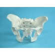 Model of Male Pelvic Bones