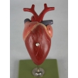 Bird Heart Model