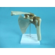 Shoulder Joint Model with Muscles and Tendons