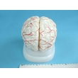 Human Brain Model with Arteries