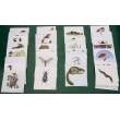 The Nature of Biological Communities, Magnetic Demonstration Cards