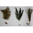 Pinales Tree Samples Herbarium - 5 Types