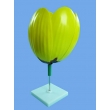 Tulip Flower Model