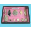 Seashell Samples Collection