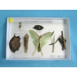 Insect Camouflage Sample Collection