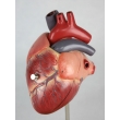 Dog Heart Model