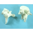 Vertebrae Bone Model Set