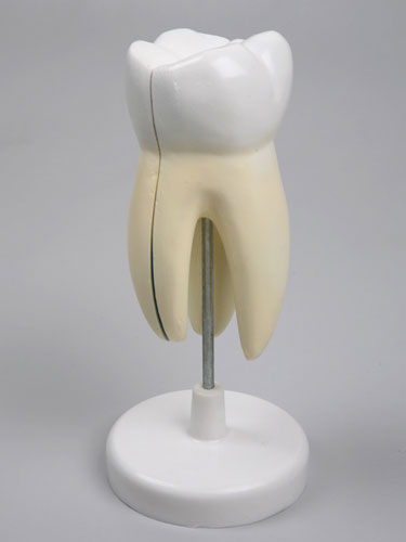 Magnified Incisor Tooth Model manufacturers, Magnified Incisor Tooth ...