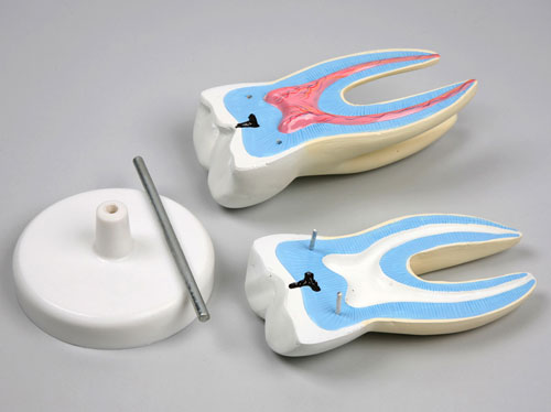 Magnified Incisor Tooth Model manufacturers, Magnified Incisor Tooth ...