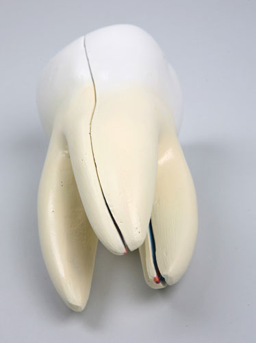 Magnified Incisor Tooth Model manufacturers, Magnified Incisor Tooth ...